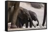 Desert-Dwelling Elephants (Loxodonta Africana Africana) at a Waterhole, Namibia, Africa-Thorsten Milse-Framed Stretched Canvas