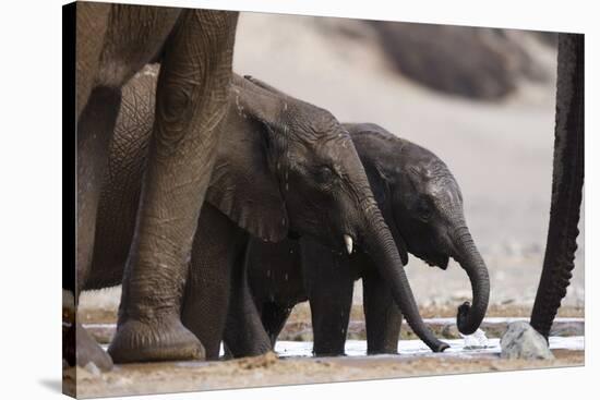 Desert-Dwelling Elephants (Loxodonta Africana Africana) at a Waterhole, Namibia, Africa-Thorsten Milse-Stretched Canvas