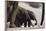 Desert-Dwelling Elephants (Loxodonta Africana Africana) at a Waterhole, Namibia, Africa-Thorsten Milse-Framed Photographic Print