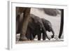 Desert-Dwelling Elephants (Loxodonta Africana Africana) at a Waterhole, Namibia, Africa-Thorsten Milse-Framed Photographic Print