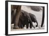 Desert-Dwelling Elephants (Loxodonta Africana Africana) at a Waterhole, Namibia, Africa-Thorsten Milse-Framed Photographic Print