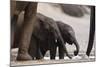 Desert-Dwelling Elephants (Loxodonta Africana Africana) at a Waterhole, Namibia, Africa-Thorsten Milse-Mounted Photographic Print