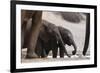 Desert-Dwelling Elephants (Loxodonta Africana Africana) at a Waterhole, Namibia, Africa-Thorsten Milse-Framed Photographic Print