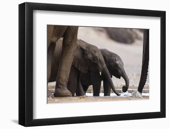 Desert-Dwelling Elephants (Loxodonta Africana Africana) at a Waterhole, Namibia, Africa-Thorsten Milse-Framed Photographic Print