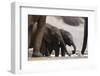 Desert-Dwelling Elephants (Loxodonta Africana Africana) at a Waterhole, Namibia, Africa-Thorsten Milse-Framed Photographic Print