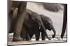 Desert-Dwelling Elephants (Loxodonta Africana Africana) at a Waterhole, Namibia, Africa-Thorsten Milse-Mounted Photographic Print