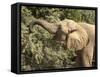 Desert Elephant (Loxodonta Africana), Endemic to Namibia, Kaokoveld, Namibia-Kim Walker-Framed Stretched Canvas