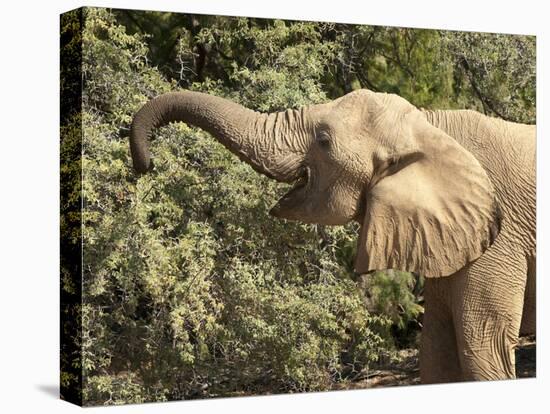 Desert Elephant (Loxodonta Africana), Endemic to Namibia, Kaokoveld, Namibia-Kim Walker-Stretched Canvas