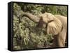 Desert Elephant (Loxodonta Africana), Endemic to Namibia, Kaokoveld, Namibia-Kim Walker-Framed Stretched Canvas