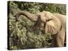 Desert Elephant (Loxodonta Africana), Endemic to Namibia, Kaokoveld, Namibia-Kim Walker-Stretched Canvas