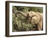 Desert Elephant (Loxodonta Africana), Endemic to Namibia, Kaokoveld, Namibia-Kim Walker-Framed Photographic Print