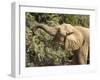 Desert Elephant (Loxodonta Africana), Endemic to Namibia, Kaokoveld, Namibia-Kim Walker-Framed Photographic Print