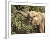 Desert Elephant (Loxodonta Africana), Endemic to Namibia, Kaokoveld, Namibia-Kim Walker-Framed Photographic Print