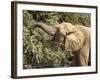 Desert Elephant (Loxodonta Africana), Endemic to Namibia, Kaokoveld, Namibia-Kim Walker-Framed Photographic Print