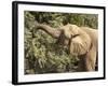 Desert Elephant (Loxodonta Africana), Endemic to Namibia, Kaokoveld, Namibia-Kim Walker-Framed Photographic Print