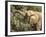 Desert Elephant (Loxodonta Africana), Endemic to Namibia, Kaokoveld, Namibia-Kim Walker-Framed Photographic Print