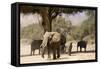 Desert Elephants, Family Finding Shade-Augusto Leandro Stanzani-Framed Stretched Canvas