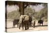 Desert Elephants, Family Finding Shade-Augusto Leandro Stanzani-Stretched Canvas