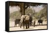 Desert Elephants, Family Finding Shade-Augusto Leandro Stanzani-Framed Stretched Canvas