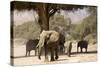 Desert Elephants, Family Finding Shade-Augusto Leandro Stanzani-Stretched Canvas