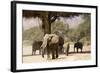 Desert Elephants, Family Finding Shade-Augusto Leandro Stanzani-Framed Photographic Print