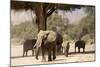 Desert Elephants, Family Finding Shade-Augusto Leandro Stanzani-Mounted Photographic Print