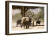 Desert Elephants, Family Finding Shade-Augusto Leandro Stanzani-Framed Photographic Print