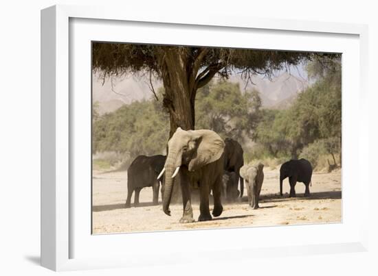 Desert Elephants, Family Finding Shade-Augusto Leandro Stanzani-Framed Photographic Print