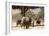 Desert Elephants, Family Finding Shade-Augusto Leandro Stanzani-Framed Photographic Print