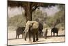 Desert Elephants, Family Finding Shade-Augusto Leandro Stanzani-Mounted Photographic Print