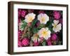 Desert Evening Primrose and Sand Verbena, Anza Borrego Desert State Park, California, USA-Adam Jones-Framed Photographic Print