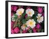 Desert Evening Primrose and Sand Verbena, Anza Borrego Desert State Park, California, USA-Adam Jones-Framed Photographic Print