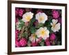 Desert Evening Primrose and Sand Verbena, Anza Borrego Desert State Park, California, USA-Adam Jones-Framed Photographic Print