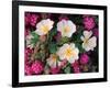 Desert Evening Primrose and Sand Verbena, Anza Borrego Desert State Park, California, USA-Adam Jones-Framed Photographic Print