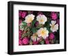 Desert Evening Primrose and Sand Verbena, Anza Borrego Desert State Park, California, USA-Adam Jones-Framed Photographic Print