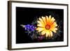 Desert Exotic-Douglas Taylor-Framed Photographic Print