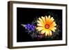 Desert Exotic-Douglas Taylor-Framed Photographic Print