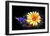 Desert Exotic-Douglas Taylor-Framed Photographic Print