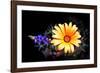 Desert Exotic-Douglas Taylor-Framed Photographic Print