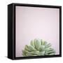 Desert Flora 1-Susannah Tucker-Framed Stretched Canvas