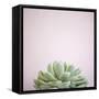 Desert Flora 1-Susannah Tucker-Framed Stretched Canvas