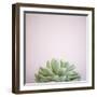 Desert Flora 1-Susannah Tucker-Framed Art Print