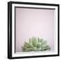 Desert Flora 1-Susannah Tucker-Framed Art Print