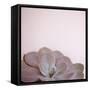 Desert Flora 2-Susannah Tucker-Framed Stretched Canvas