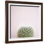 Desert Flora 3-Susannah Tucker-Framed Art Print