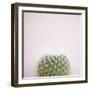 Desert Flora 3-Susannah Tucker-Framed Art Print