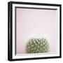 Desert Flora 3-Susannah Tucker-Framed Art Print