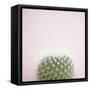 Desert Flora 3-Susannah Tucker-Framed Stretched Canvas