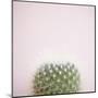 Desert Flora 3-Susannah Tucker-Mounted Art Print