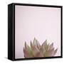 Desert Flora 4-Susannah Tucker-Framed Stretched Canvas